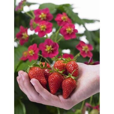 Fragaria x ananassa Roman - Set van 6 - Aardbeienplant - ⌀9cm - Hoogte 15-20cm product