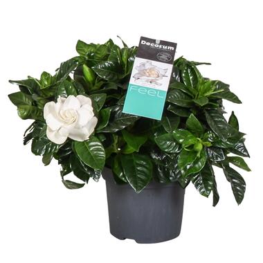 Gardenia Jasminoides - Witte bloemen - Jasmijn - Pot 13cm - Hoogte 20-30cm product