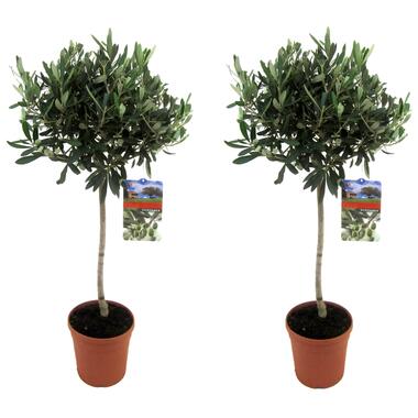Olea Europaea - Set van 2 - Olijfboom op stam - Pot 21cm - Hoogte 90-100cm product