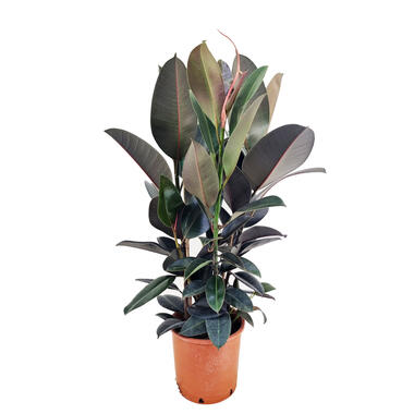 Ficus Elastica Abidjan 'élastique' - Pot 24cm - Hauteur 75-100cm product