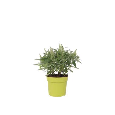 Arbre à papillons - Buddleja davidii 'Candy' - Hauteur 30-40cm - ⌀19cm product