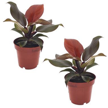 Philodendron 'Sunlight' - Set van 2 - Pot 12cm - Hoogte 20-30cm product