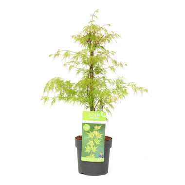 Acer palmatum 'Emerald Lace' - Japanse Esdoorn - Pot 19cm - Hoogte 60-70cm product