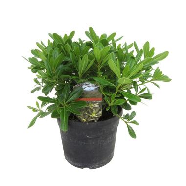 Pittosporum tobira nanum - Buisson de laurier fleur - Pot 19cm - Hauteur 30-40cm product