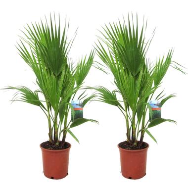 Washingtonia Robusta - Set van 2 - Waaierpalm - Pot 21cm - Hoogte 70-90cm product