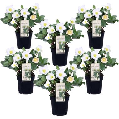 Helleborus Mont Blanc - Set de 6 - Jardin - Pot 12cm - Hauteur 20-30cm product