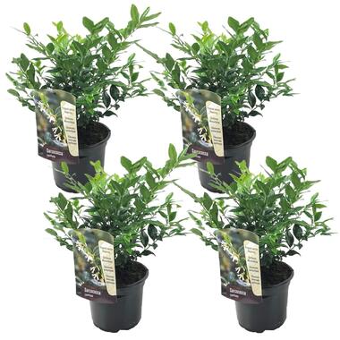 Sarcocoque confus - Set de 4 - Sarcococca 'Confusa' - Hauteur 30-40cm - ⌀17cm product