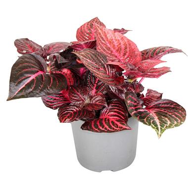 Iresine Herbstii 'Rouge' - Plante steak - Pot 13cm - Hauteur 20-30cm product