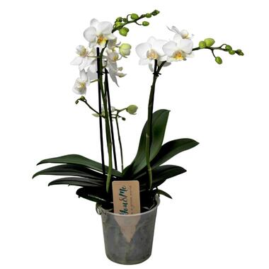 Phalaenopsis Multiflora - Orchidee Wit - Pot 12cm - Hoogte 35-45cm product