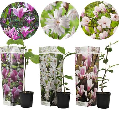 Magnolia - Mélange de 3 - Susan,soulangeana,stellata - Pot 9cm - Hauteur 25-40cm product