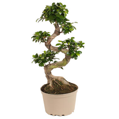Ficus Ginseng forme de S - Bonsaï japonais - Pot 20cm - Hauteur 55-65cm product