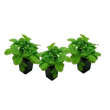 Fragaria x ananassa Roman - Set van 3 - Aardbeienplant - ⌀9cm - Hoogte 15-20cm product