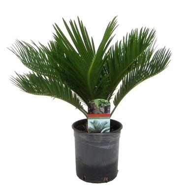 Cycas Revoluta - Fern Palm - Pot 15cm - Hauteur 45-60cm product