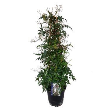 Jasmin étoilé - Jasminum polyanthum - Hauteur 60-70cm - ⌀17cm product