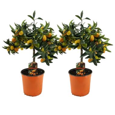 Citrus Kumquat - Set van 2 - Citroenboom winterhard - Pot 19cm - Hoogte 50-60cm product