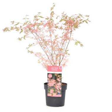 Acer palmatum 'Taylor' - Japanse Esdoorn - Pot 19cm - Hoogte 50-60cm product