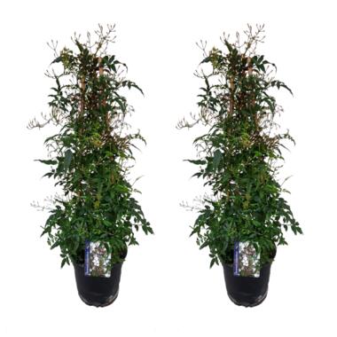 Jasmijn - Set van 2 - Jasminum polyanthum - Hoogte 60-70cm - ⌀17cm product