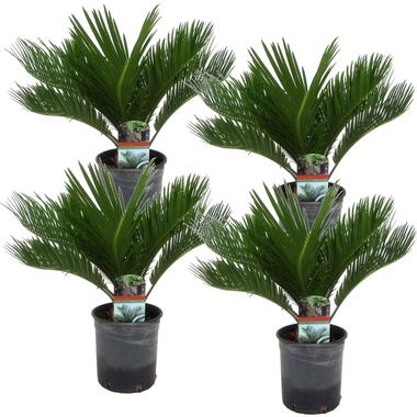 Cycas Revoluta - Set de 4 - Fern Palm - Pot 15cm - Hauteur 45-60cm product