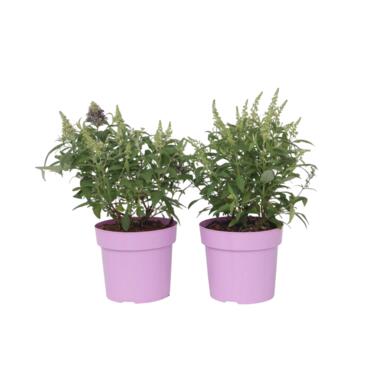 Vlinderstruik - Set van 2 - Buddleja davidii 'Candy' - Hoogte 30-40cm - ⌀19cm product