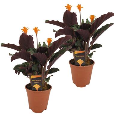 Calathea Crocata - Set de 2 - Purificateur d'air - Pot 14cm - Hauteur 40-50cm product