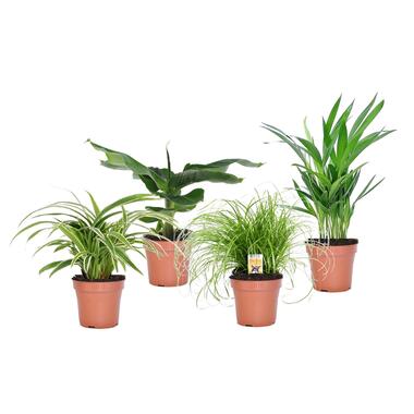 Plantes d'intérieur amies des animaux - Mix de 4 - Pot 12cm - Hauteur 20-40cm product