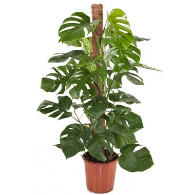 Monstera Deliciosa - Plante trouée - Pot 24cm - Hauteur 120-130cm product