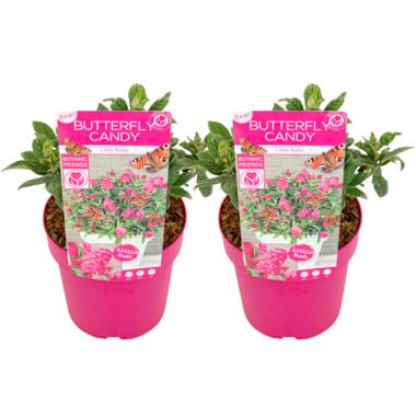 Buddleja Candy Little Ruby - Set van 2 - Vlinderstruik - ⌀19cm - Hoogte 30-40cm product