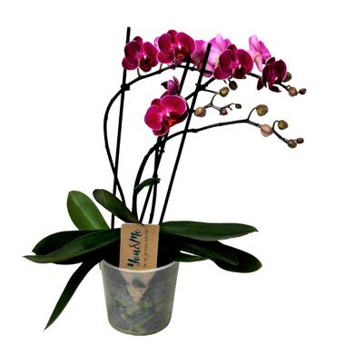 Phalaenopsis Multiflora - Orchidée Pourpre - Pot 12cm - Hauteur 35-45cm product