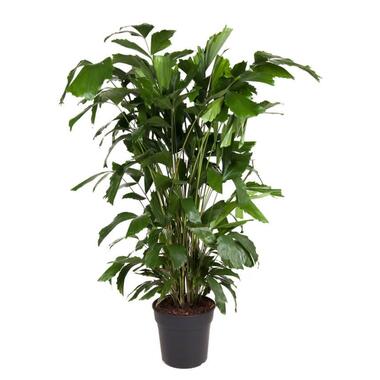 Caryota mitis - Groene kamerplant - Pot 27cm - Hoogte 120-130cm product