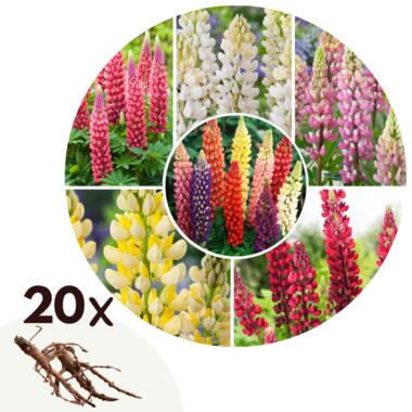 Lupin - Set de 20 - Lupinus - Rhizomes product