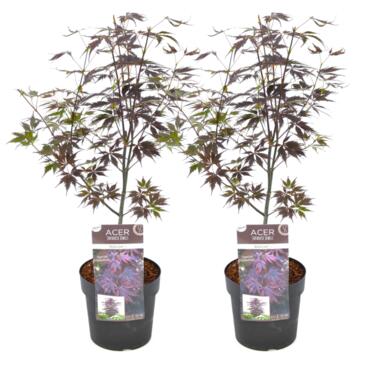 Acer palmatum 'Black Lace' - Set van 2 - Esdoorn - Pot 19cm - Hoogte 60-70cm product