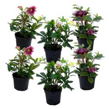 Kerstroos - Set van 6 - Helleborus orientalis - Hoogte 20-30cm - ⌀12cm product