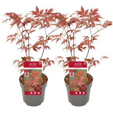 Acer palmatum ´Atropurpureum´ - Set van 2 - Esdoorn - Pot 19cm - Hoogte 60-70cm product