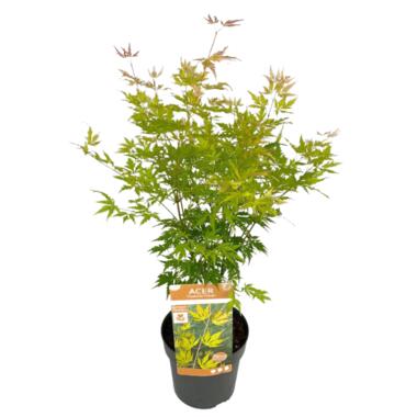 Acer palmatum 'Orange Lace' - Japanse Esdoorn - Pot 19 - Hoogte 60-70cm product