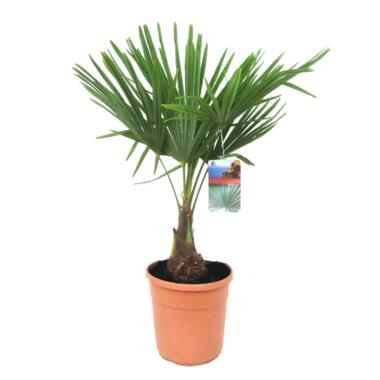 Trachycarpus Fortunei - Waaierpalmboom - Pot 21cm - Hoogte 65-75cm product