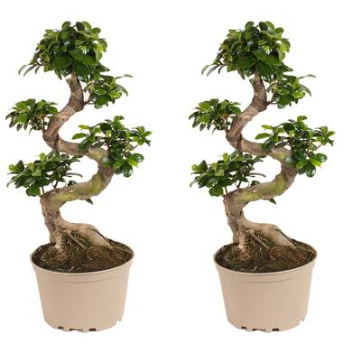 Ficus Ginseng S-vorm - Set van 2 - Japanse Bonsai - Pot 20cm - Hoogte 55-65cm product