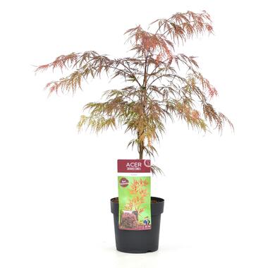 Acer palmatum 'Garnet' - Érable japonais - Pot 19cm - Hauteur 60-70cm product