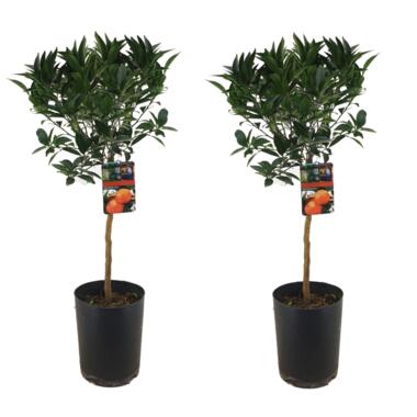 Citrus aurantium Tarocco - Set van 2 - Fruitboom - Pot 19cm - Hoogte 90-110cm product