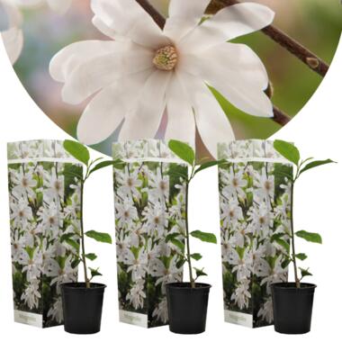 Magnolia Stellata - Set de 3 - Fleurs blanches - Pot 9cm - Hauteur 25-40cm product
