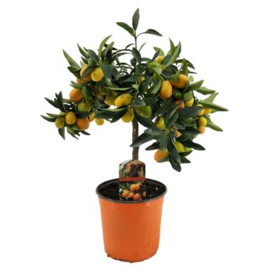Citrus Kumquat - Citroenboom winterhard - Pot 19cm - Hoogte 50-60cm product