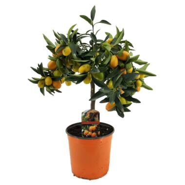 Sinaasappelboom - Citrus microcarpa 'Kumquat' - Hoogte 50-60cm - ⌀19cm product