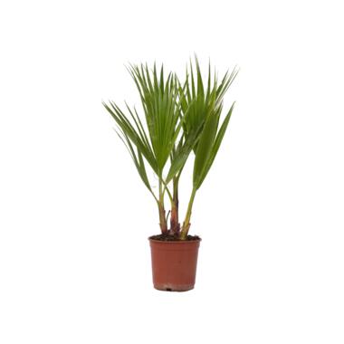 Mexicaanse waaierpalm - Washingtonia robusta - Hoogte 50-60cm - ⌀15cm product