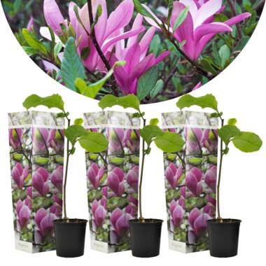 Beverboom - Set van 3 - Magnolia 'Susan' - Hoogte 25-40cm - ⌀9cm product