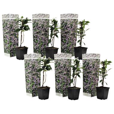 Toscaanse Jasmijn - Set van 6 - Roze - Tuinplanten - Pot 9cm - Hoogte 25-40cm product