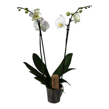 Phalaenopsis - Orchidée Blanc - Pot 12cm - Hauteur 50-60cm product