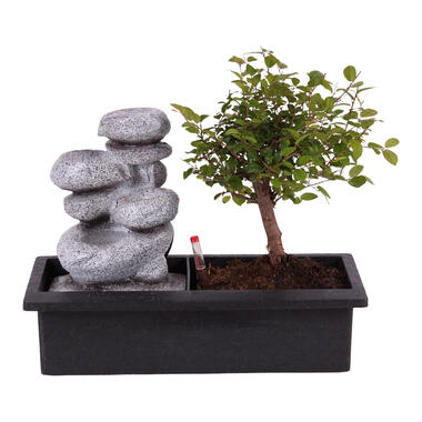 Bonsaiboom met Easy-care watersysteem - Zen stenen - Hoogte 25-35cm product