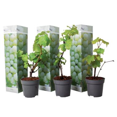 Druivenplanten - Set van 3 - Vitis Vinifera - Wit - Pot 9cm - Hoogte 25-40cm product