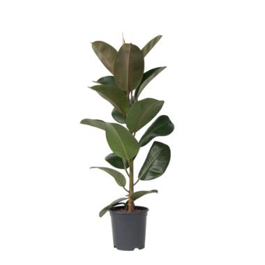 Ficus Elastica Robusta 'élastique' - Pot 24cm - Hauteur 75-100cm product