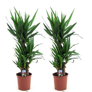 Yucca Elephantipes - Set de 2 - Palmier - ⌀ 21cm - Hauteur 70-80cm product