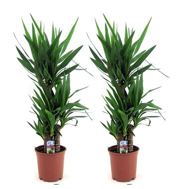 Yucca Elephantipes - Set de 2 - Palmier - ⌀ 21cm - Hauteur 70-80cm product